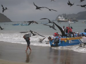 Fishermen arriving with their early morning catch...and the birds trying to get a free meal!